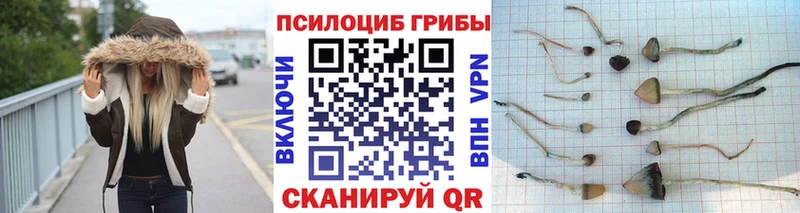 магазин продажи наркотиков  Кирс  Псилоцибиновые грибы Psilocybine cubensis 